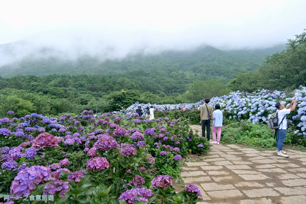 竹子湖花與樹繡球花園.陽明山繡球花推薦.