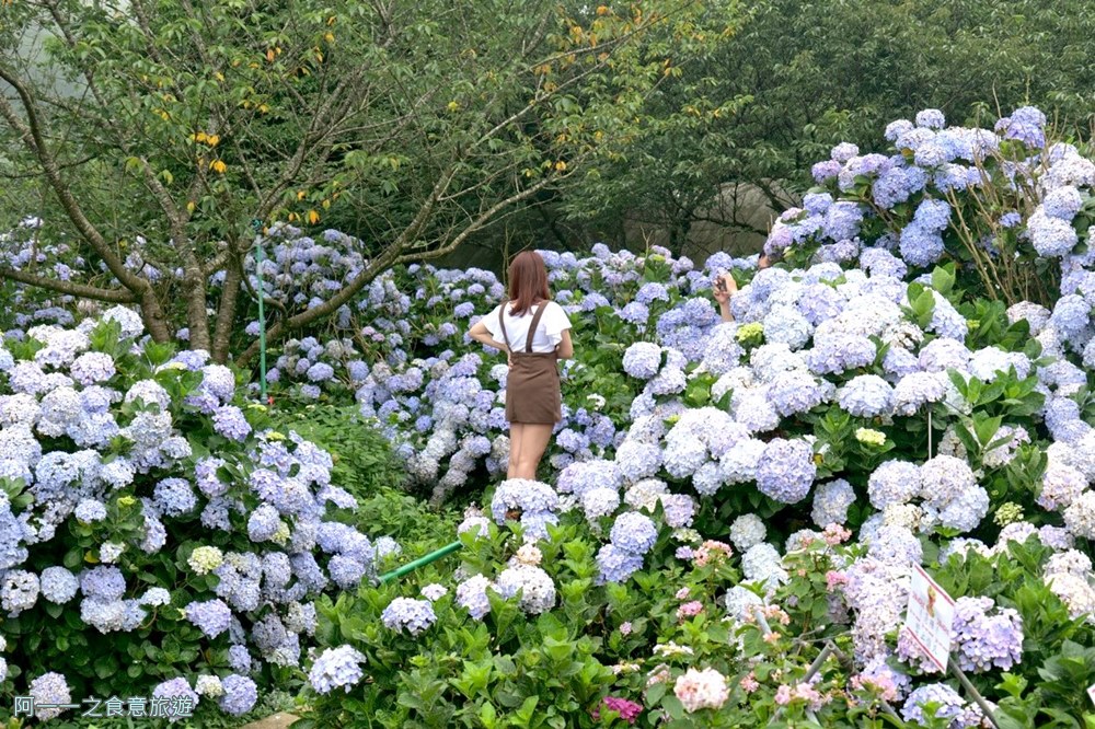 竹子湖花與樹繡球花園.陽明山繡球花推薦.