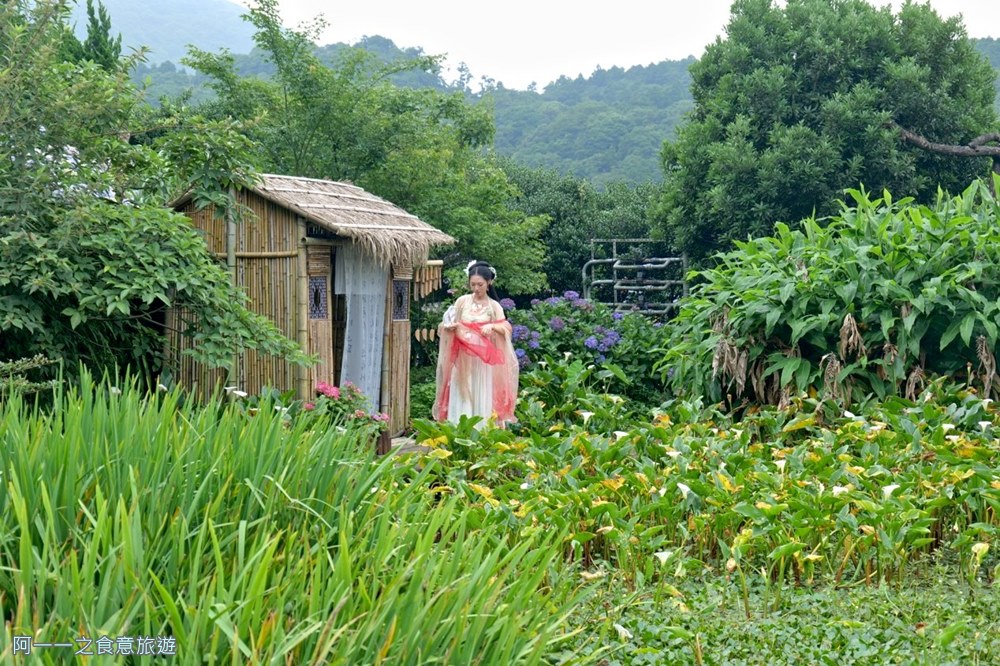 竹子湖花與樹繡球花園.陽明山繡球花推薦.