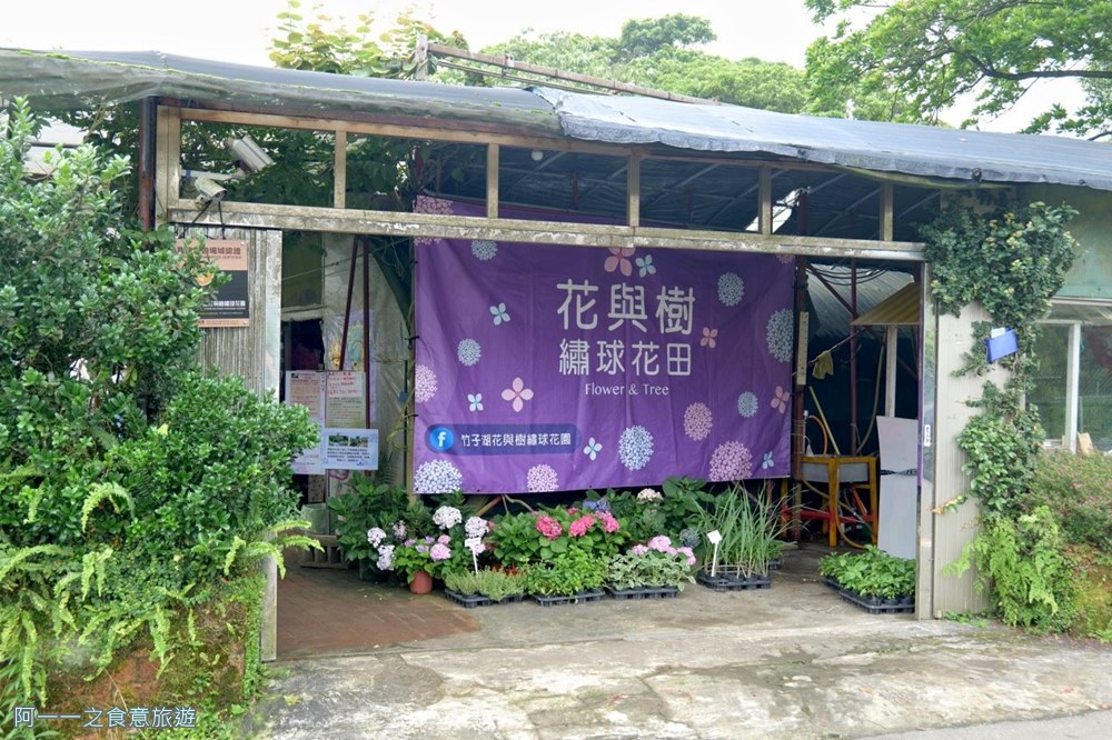 竹子湖花與樹繡球花園.陽明山繡球花推薦.