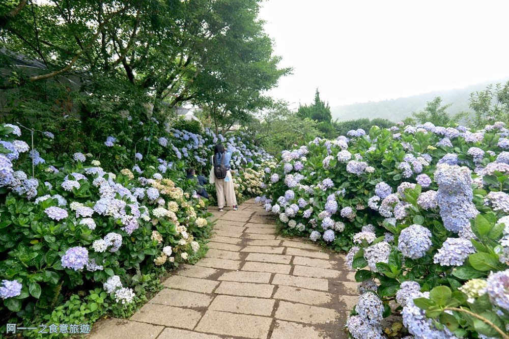 竹子湖花與樹繡球花園.陽明山繡球花推薦.