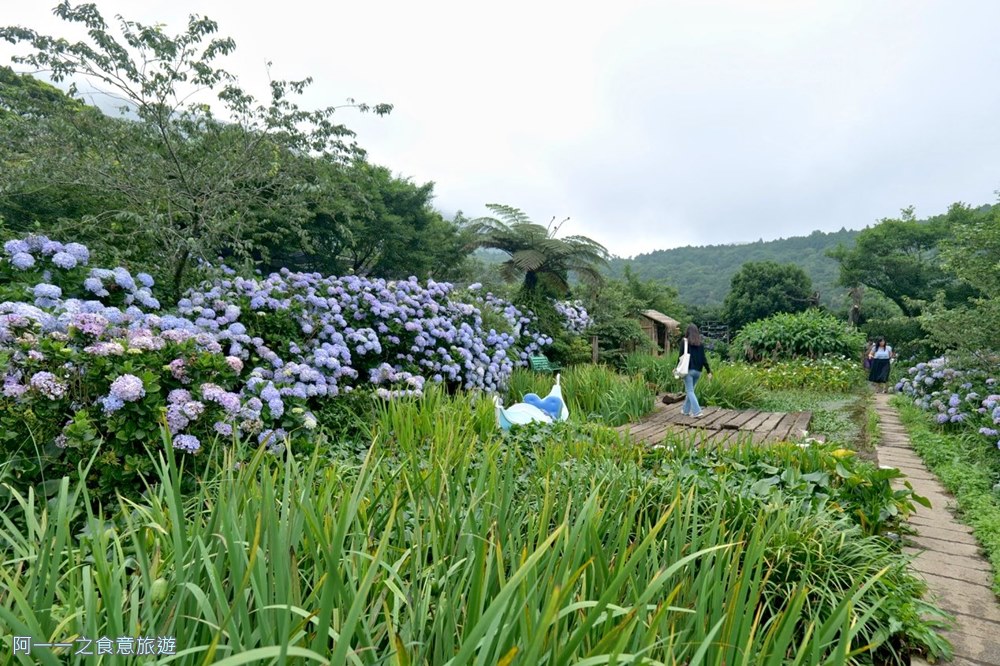 竹子湖花與樹繡球花園.陽明山繡球花推薦.