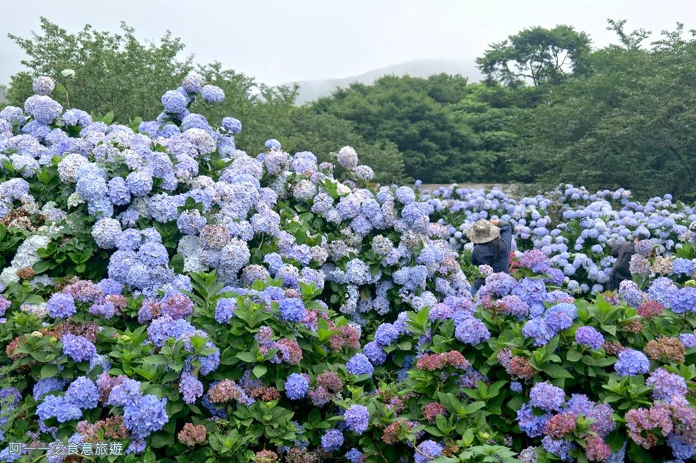 竹子湖花與樹繡球花園.陽明山繡球花推薦.