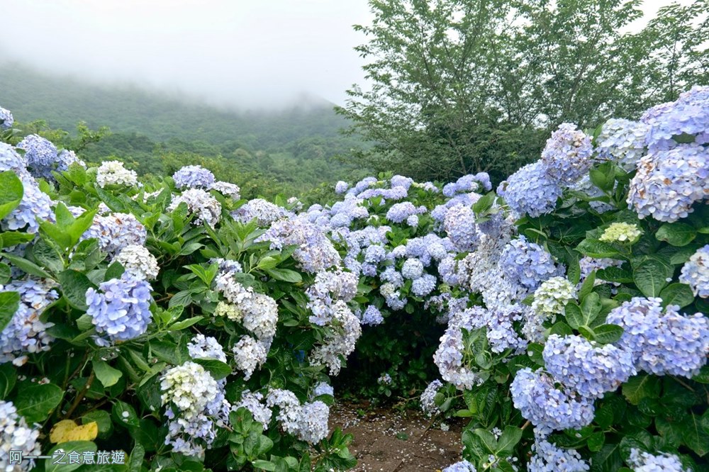 竹子湖花與樹繡球花園.陽明山繡球花推薦.