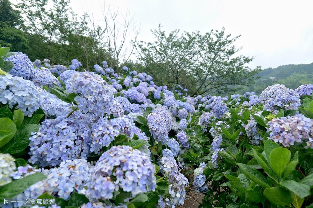 竹子湖花與樹繡球花園