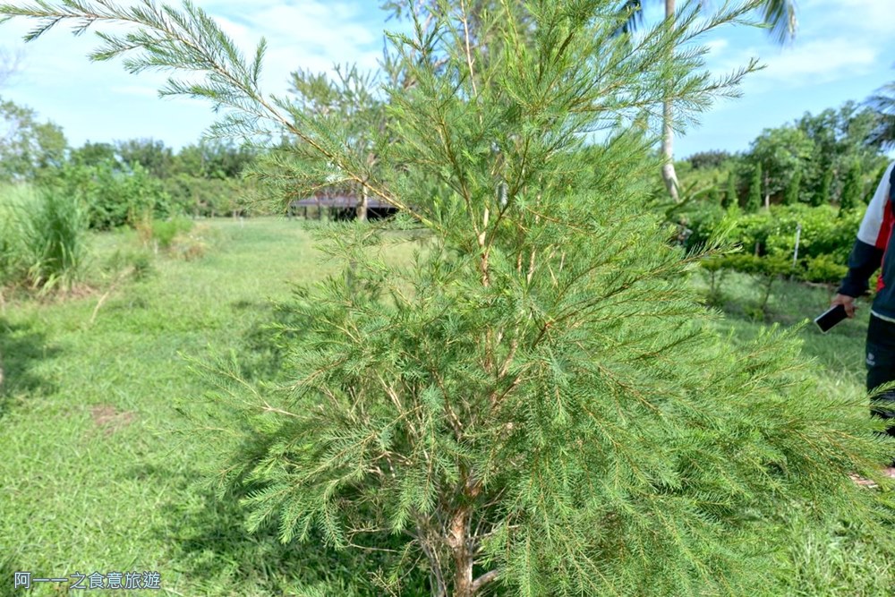 奧麗雅安莊園.澳洲茶樹