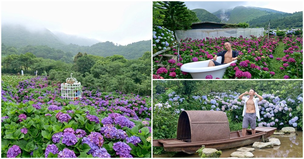 陽明山繡球花推薦｜必拍五家竹子湖繡球花田 交通、最新花況懶人包
