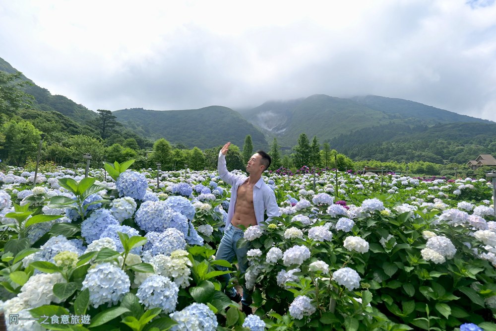 大賞園.陽明山竹子湖繡球花季