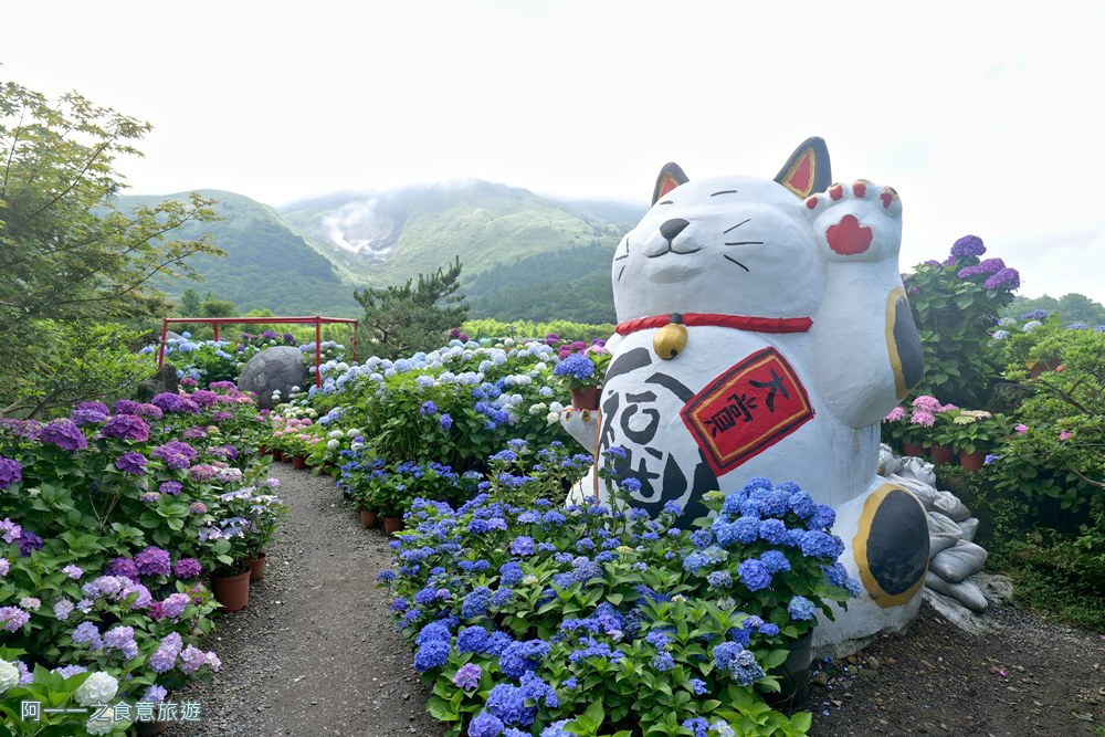 大賞園.陽明山竹子湖繡球花季