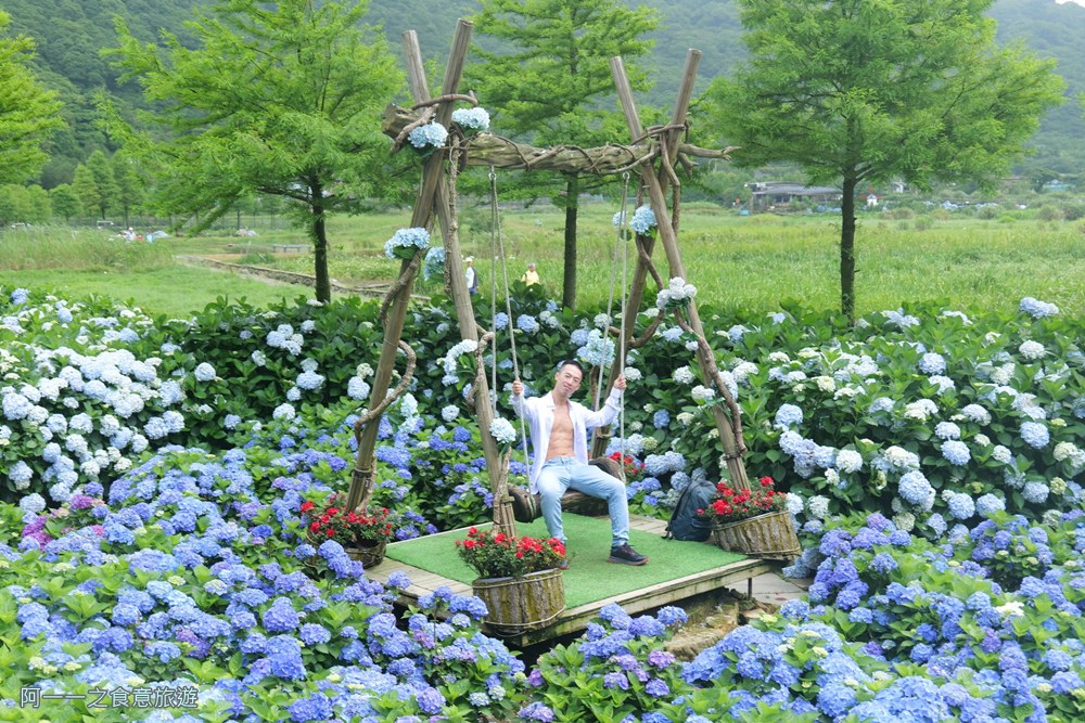 名陽匍.陽明山竹子湖繡球花季.