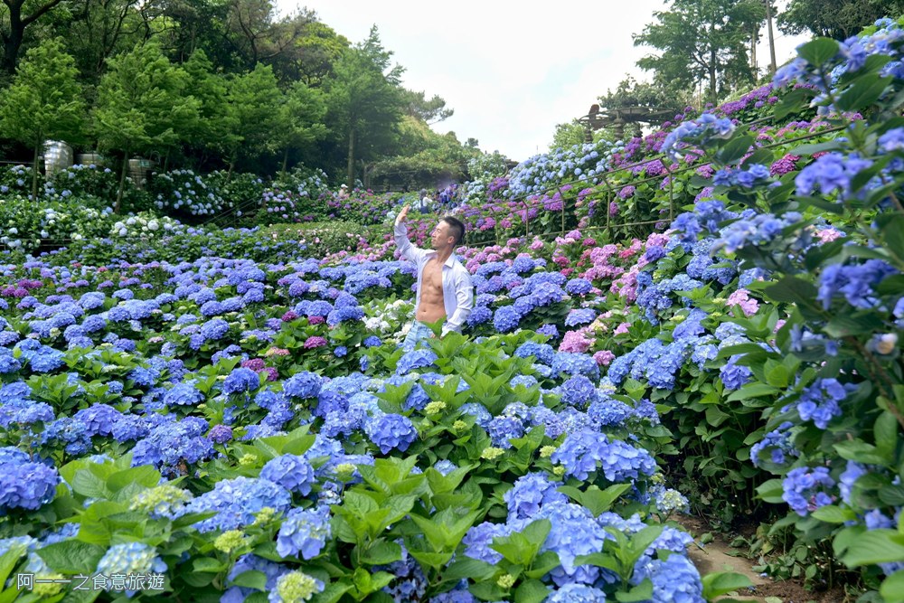 名陽匍.陽明山竹子湖繡球花季.