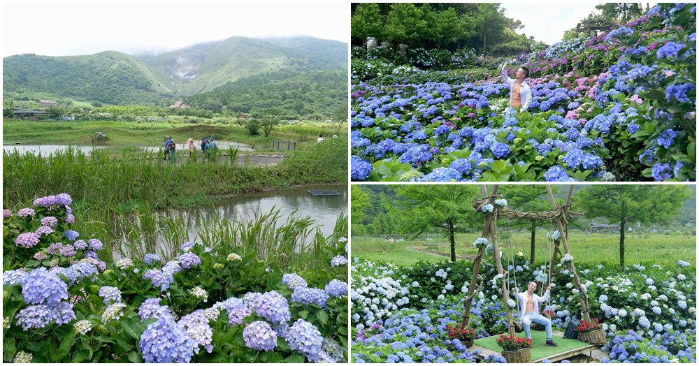 名陽匍休閒農莊｜竹子湖繡球花推薦 陽明山小油坑第一排 海芋、金針花一次滿足