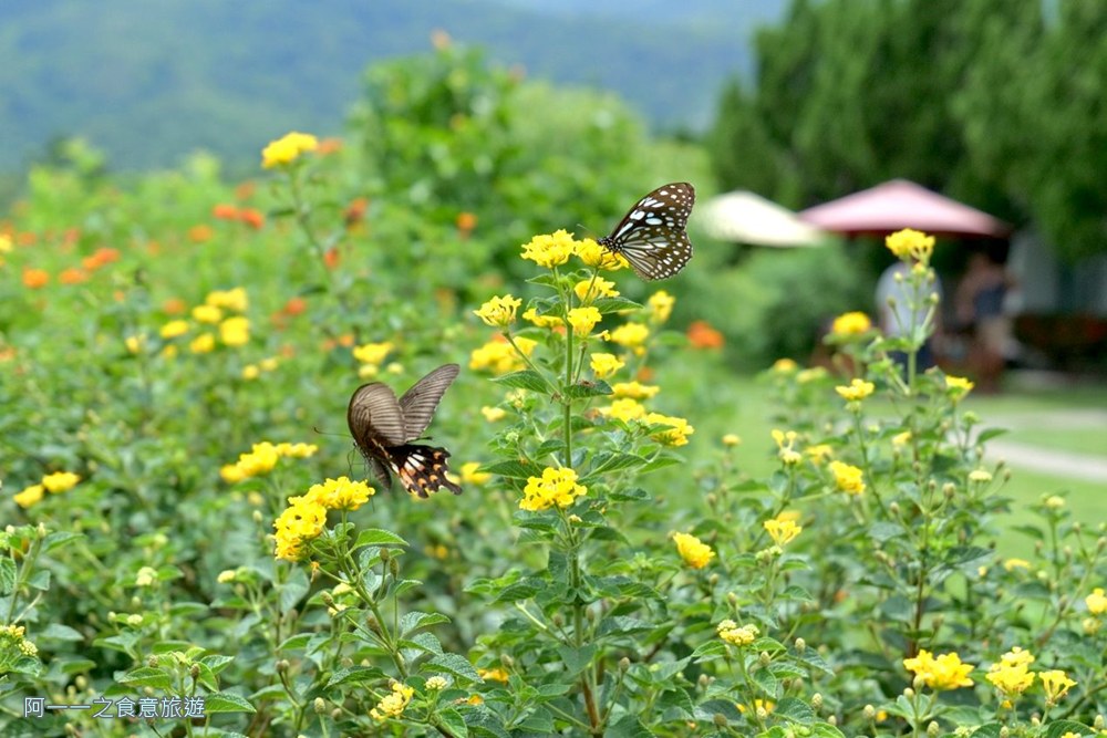 台東最美監獄咖啡廳.台東戒治所武陵咖啡廳