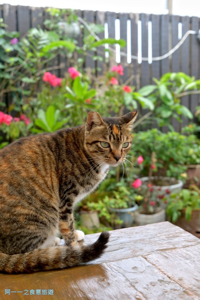 沛朵廚坊.墾丁龍磐草原美食.義大利麵.貓咪