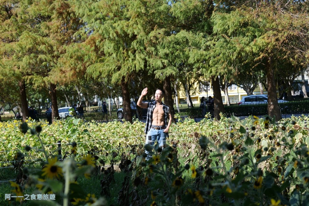 士林官邸落羽松.台北免門票景點