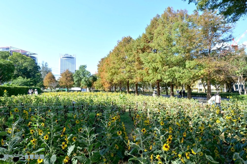 士林官邸落羽松.台北免門票景點