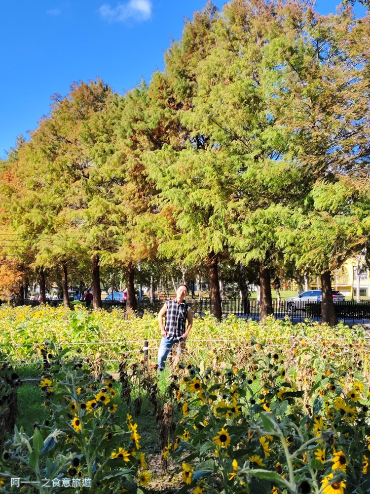 士林官邸落羽松.台北免門票景點