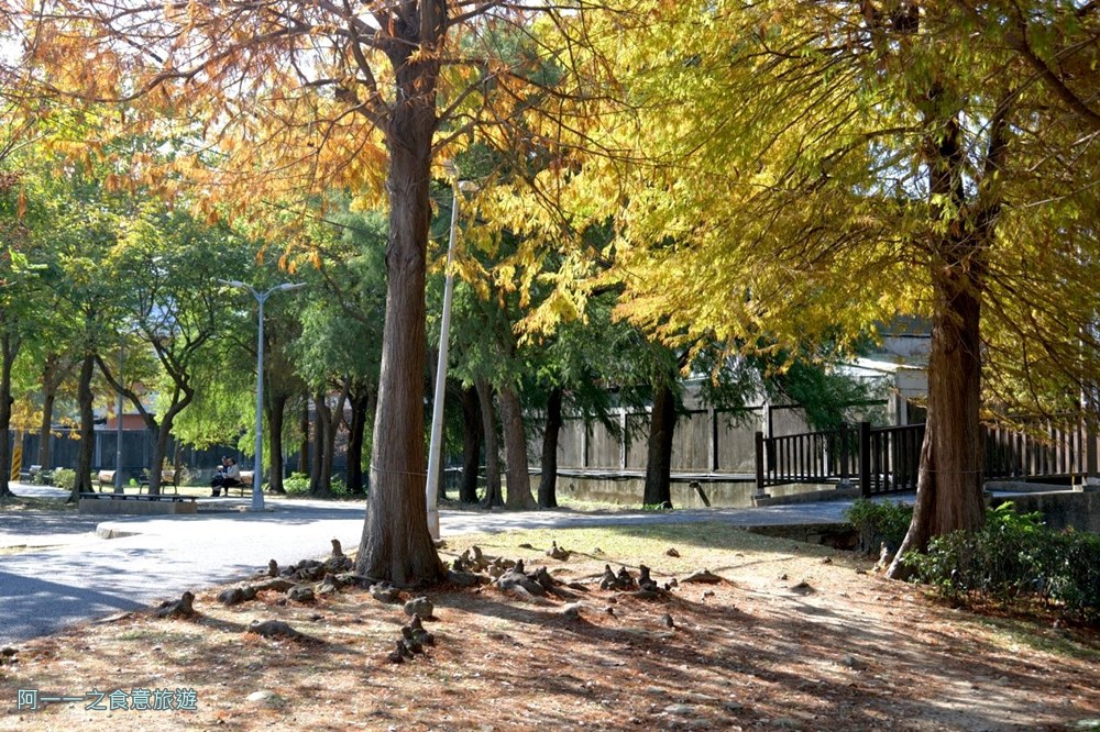 士林官邸落羽松.台北免門票景點