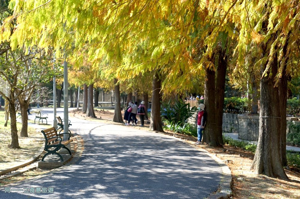 士林官邸落羽松.台北免門票景點