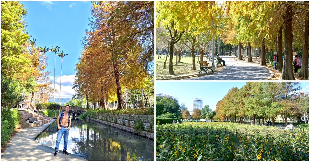 士林官邸落羽松.台北免門票景點