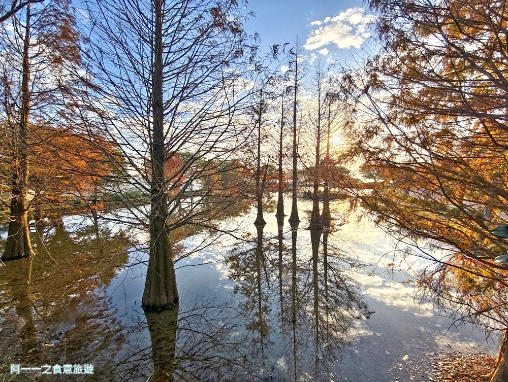 三芝田心子.台北落羽松秘境.北海岸景點