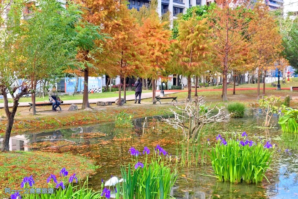 新莊頭前運動公園.台北落羽松秘境.環狀線幸福站景點