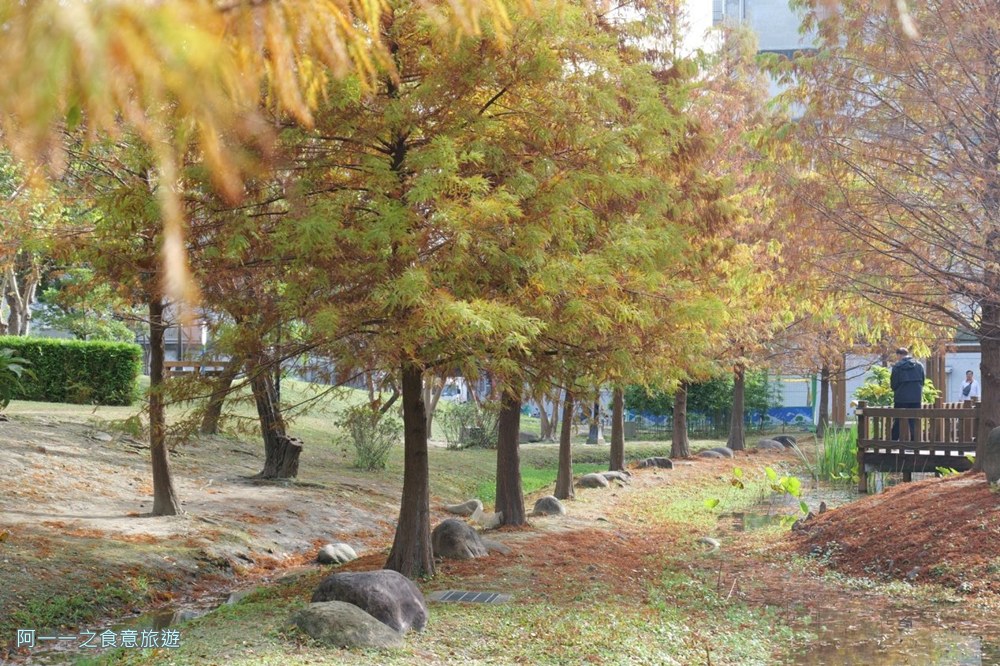 新莊頭前運動公園.台北落羽松秘境.環狀線幸福站景點
