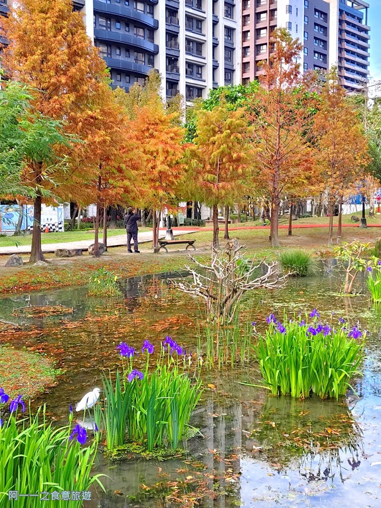 新莊頭前運動公園.台北落羽松秘境.環狀線幸福站景點