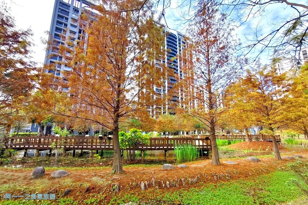 新莊頭前運動公園.台北落羽松秘境.環狀線幸福站景點