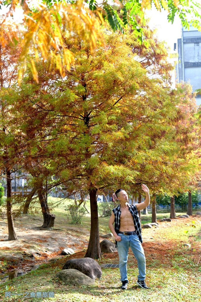 新莊頭前運動公園.台北落羽松秘境.環狀線幸福站景點