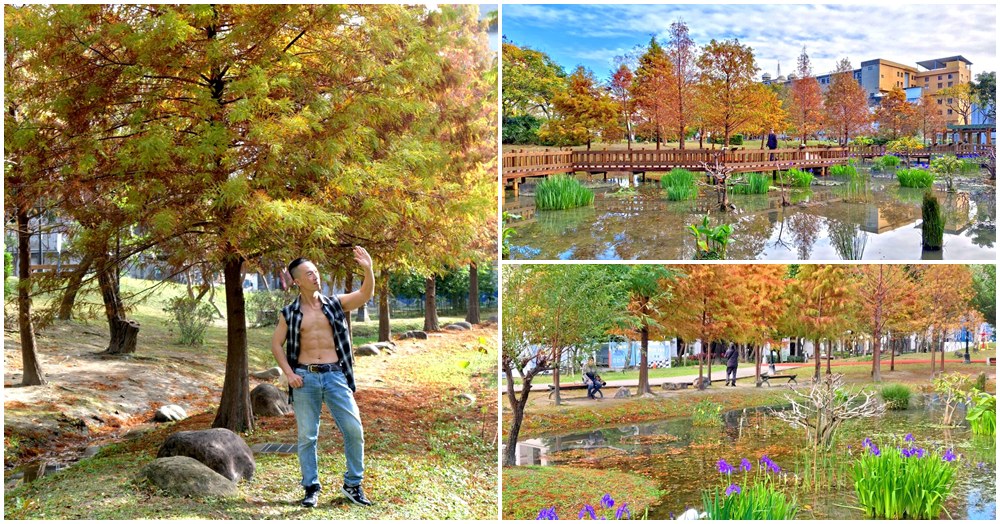 新莊頭前運動公園.台北落羽松秘境.環狀線幸福站景點