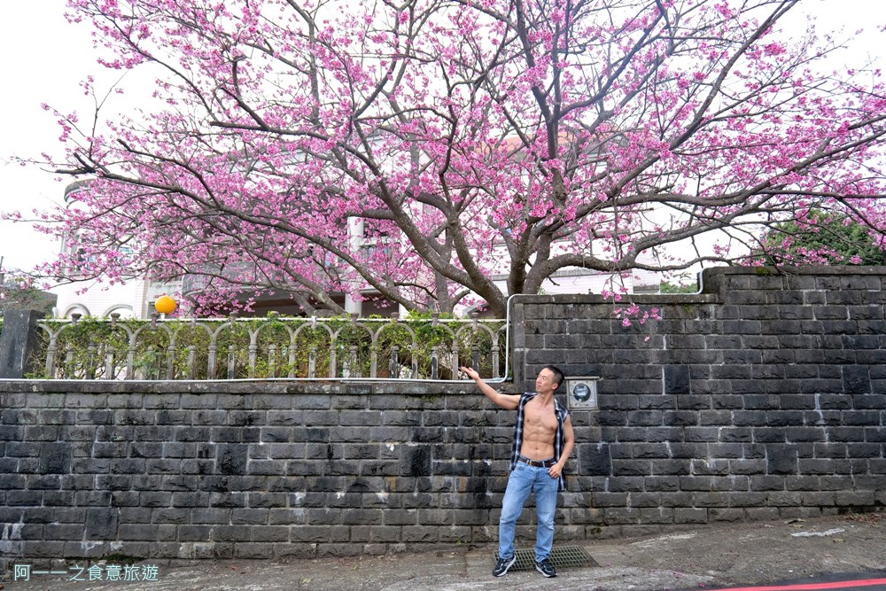 台北陽明山平菁街櫻花巷.公車.美食