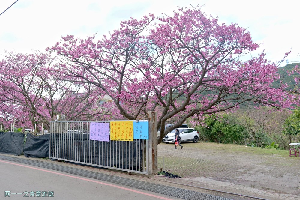 台北陽明山平菁街櫻花巷.公車.美食