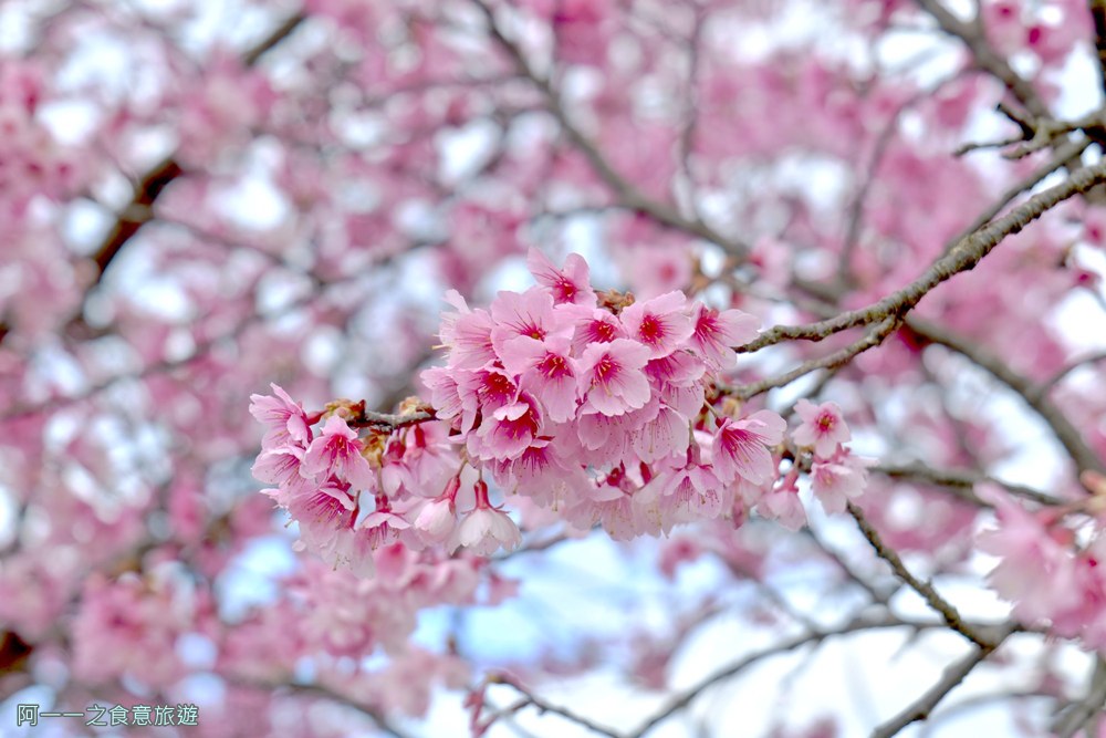 台北陽明山平菁街櫻花巷.公車.美食