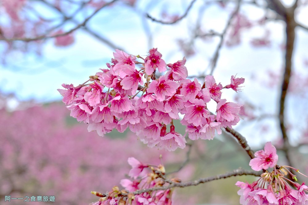 台北陽明山平菁街櫻花巷.公車.美食