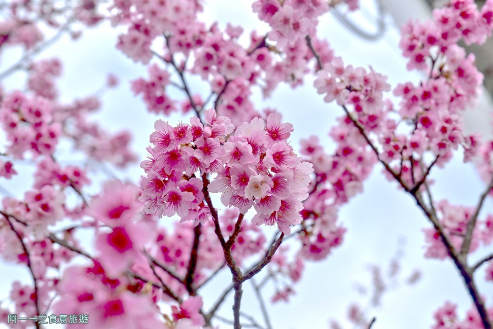 台北陽明山平菁街櫻花巷.公車.美食