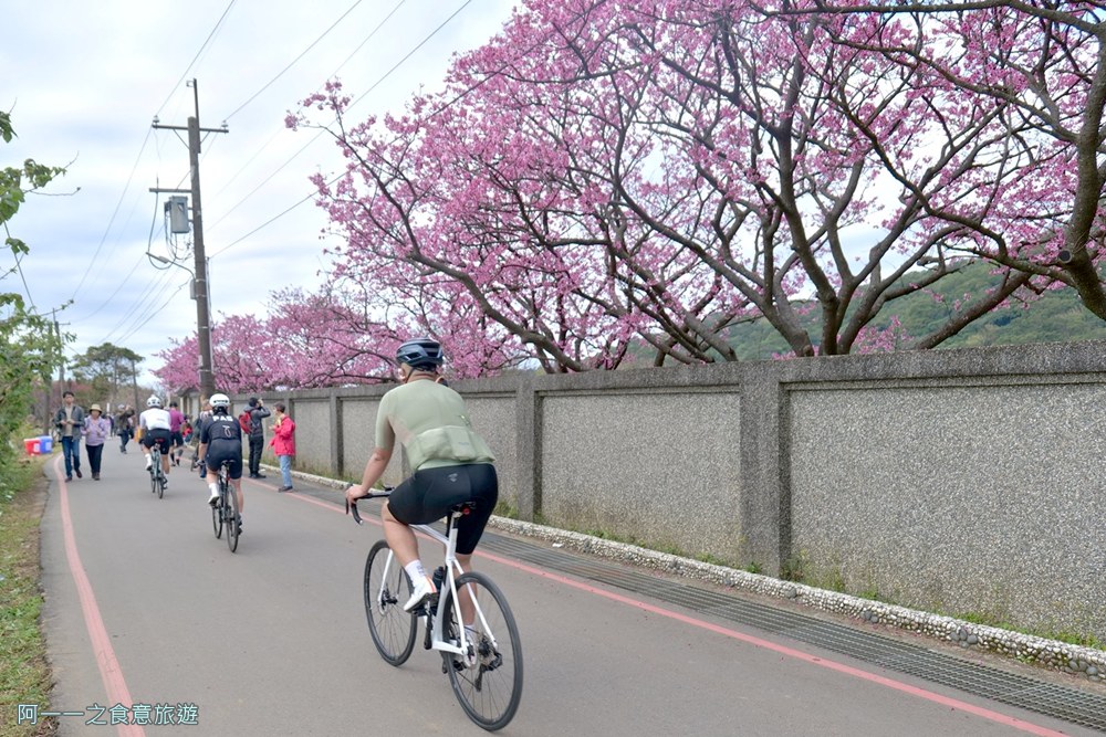台北陽明山平菁街櫻花巷.公車.美食