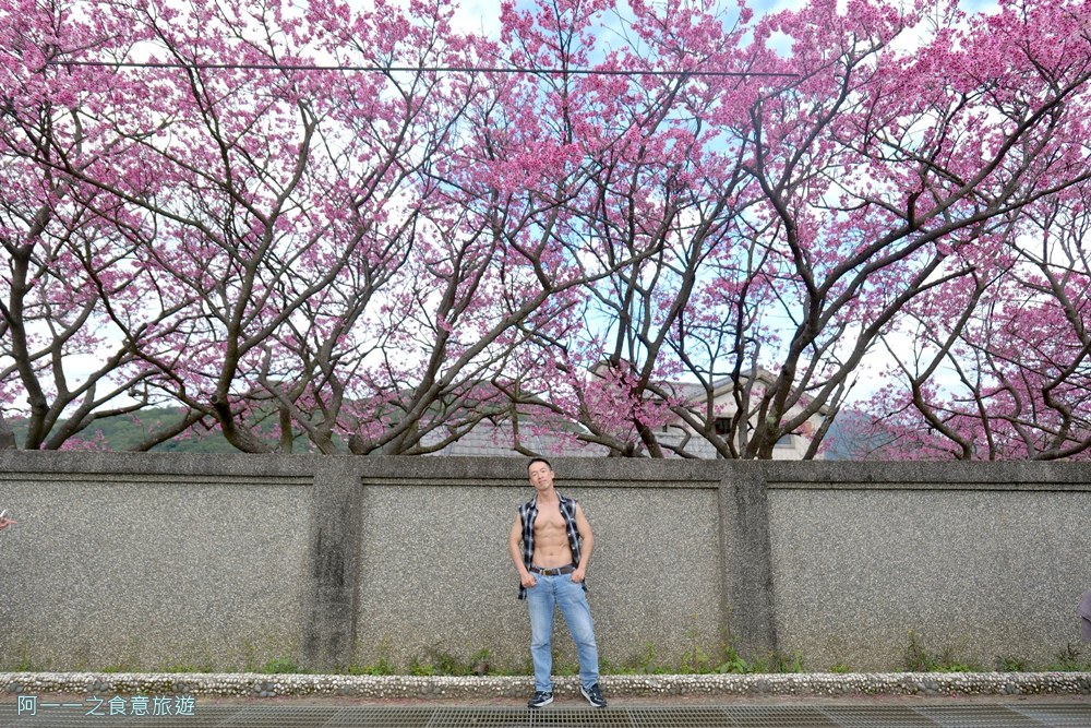 台北陽明山平菁街櫻花巷.公車.美食