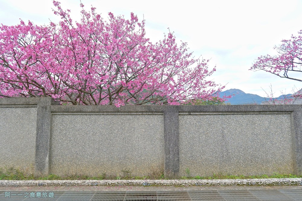 台北陽明山平菁街櫻花巷.公車.美食