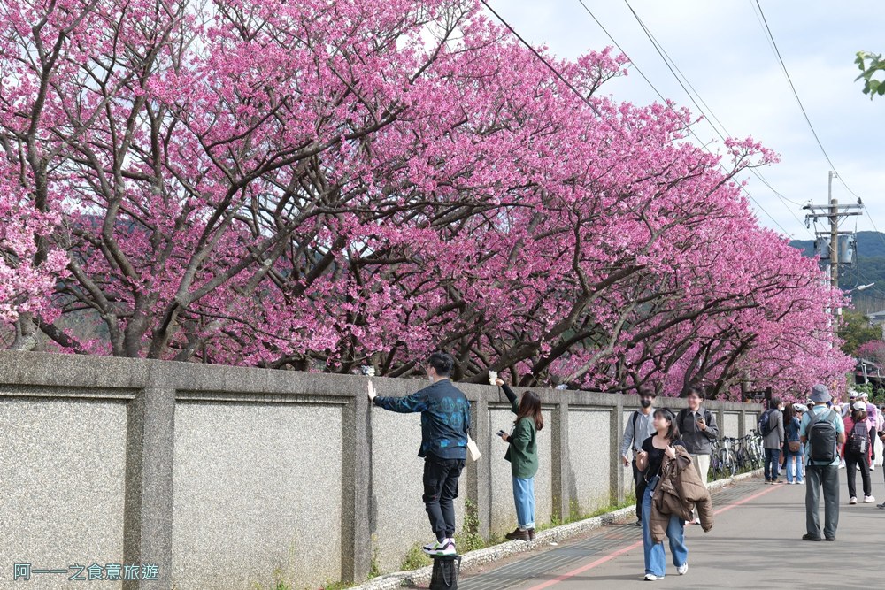 台北陽明山平菁街櫻花巷.公車.美食