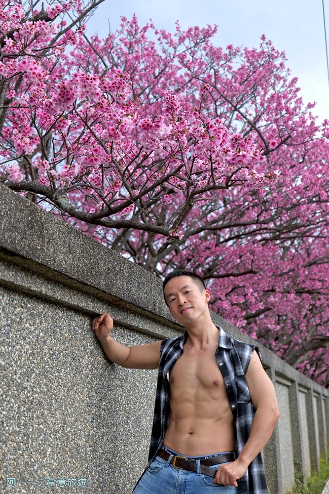 台北陽明山平菁街櫻花巷.公車.美食