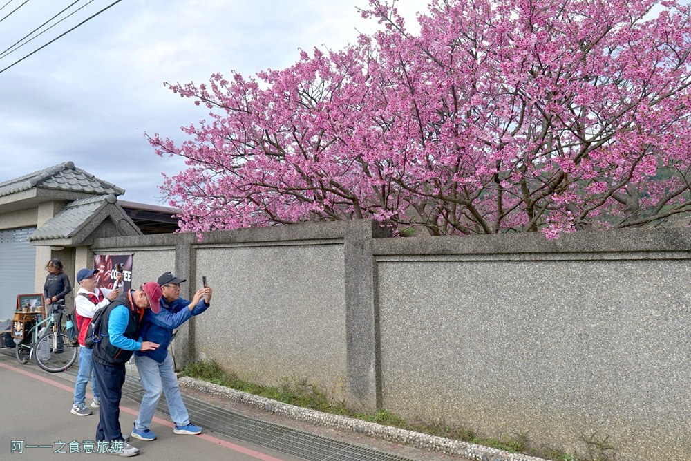 台北陽明山平菁街櫻花巷.公車.美食