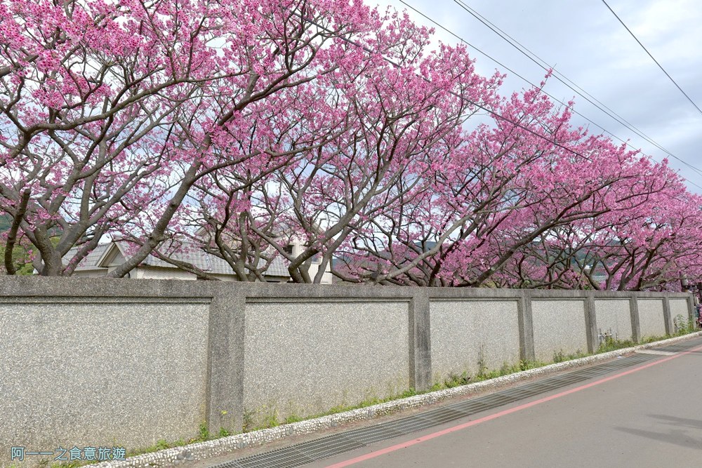 台北陽明山平菁街櫻花巷.公車.美食