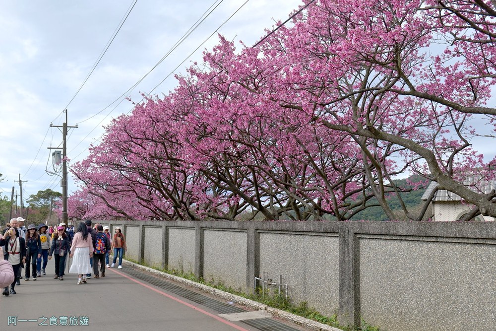 台北陽明山平菁街櫻花巷.公車.美食