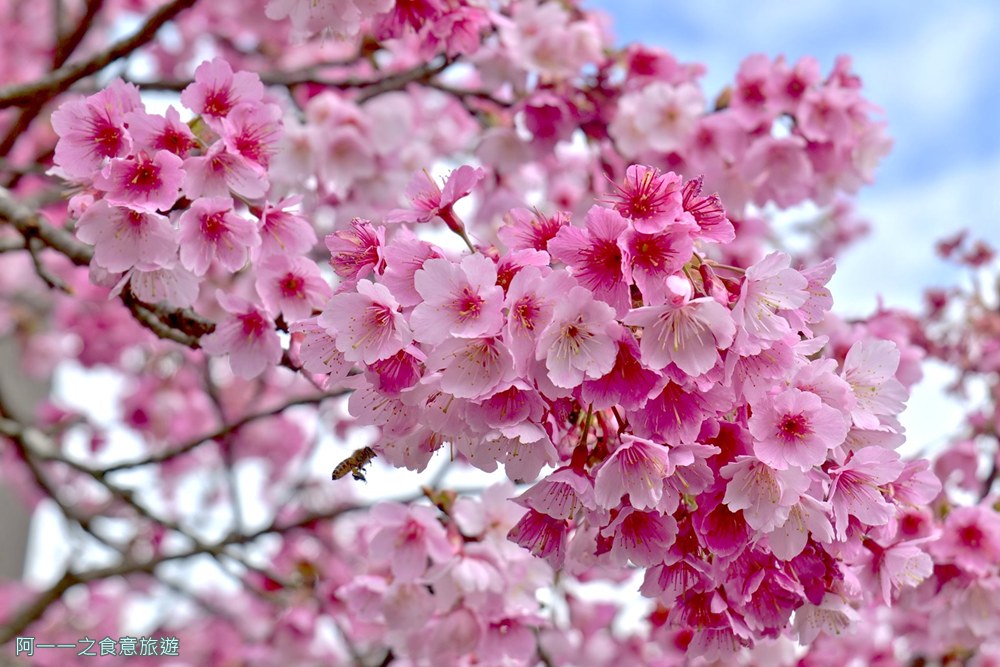 台北陽明山平菁街櫻花巷.公車.美食