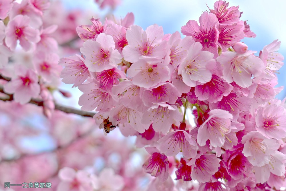 台北陽明山平菁街櫻花巷.公車.美食