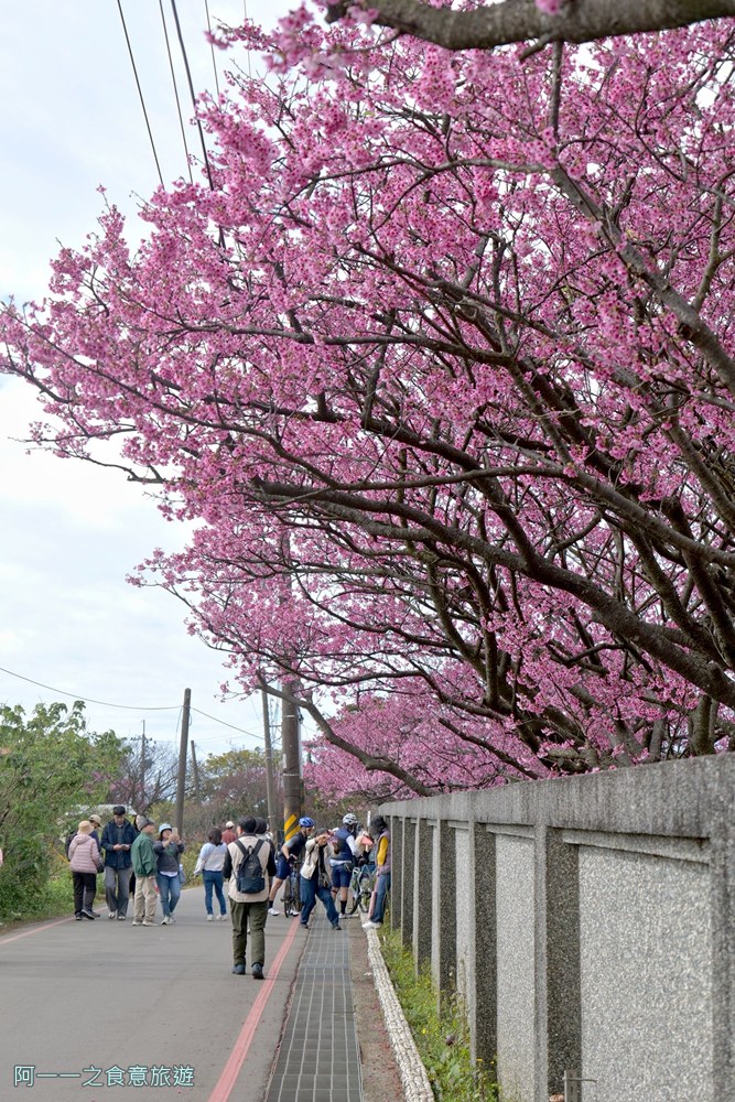 台北陽明山平菁街櫻花巷.公車.美食