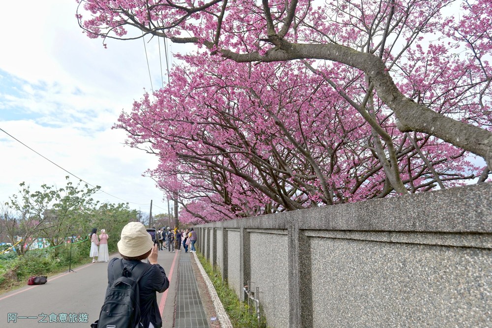 台北陽明山平菁街櫻花巷.公車.美食