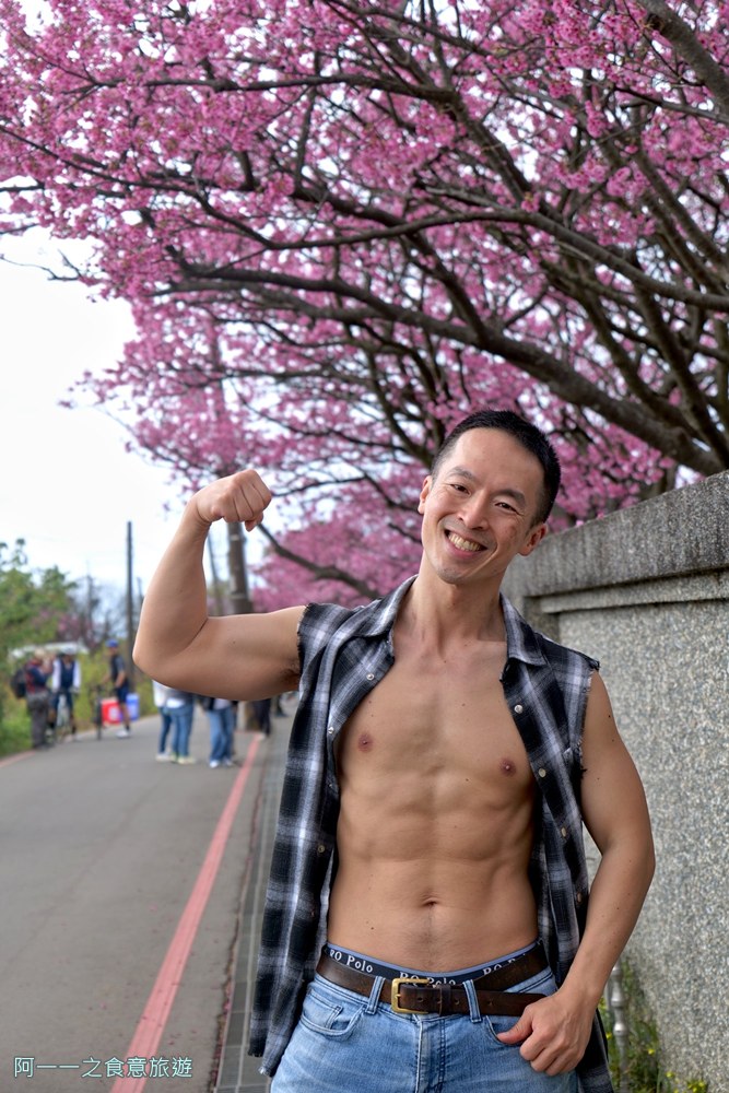 台北陽明山平菁街櫻花巷.公車.美食