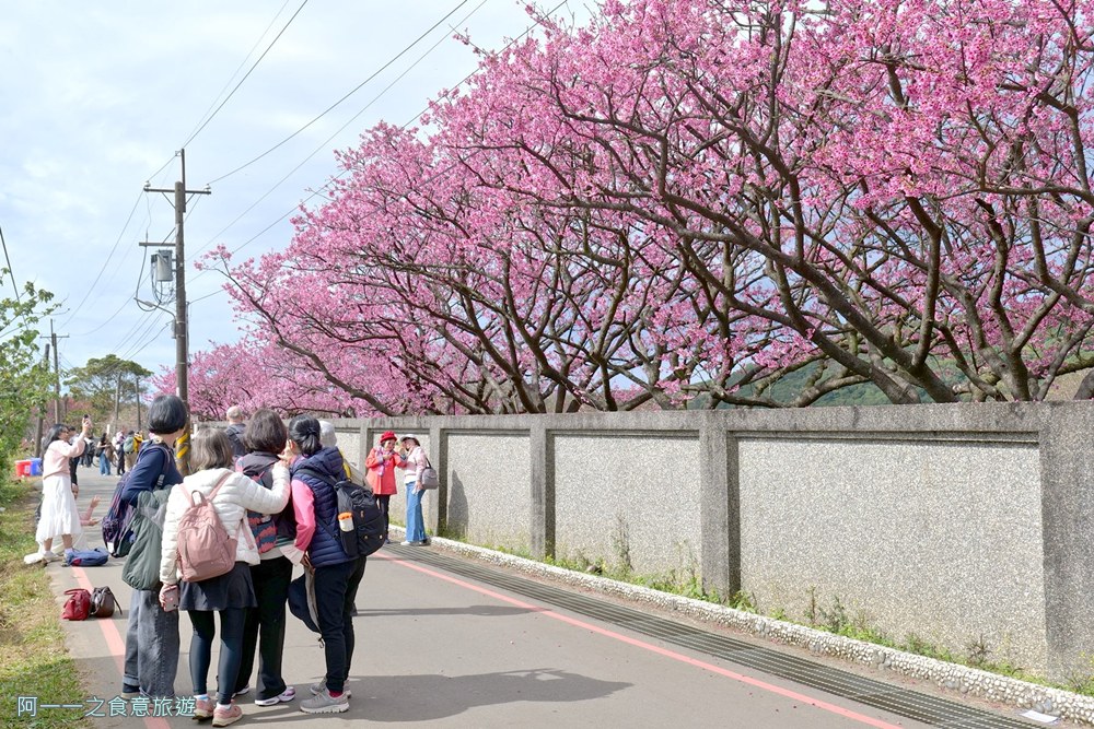 台北陽明山平菁街櫻花巷.公車.美食